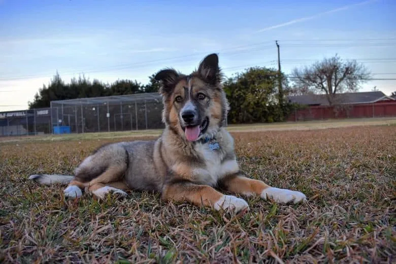 German Australian Shepherd